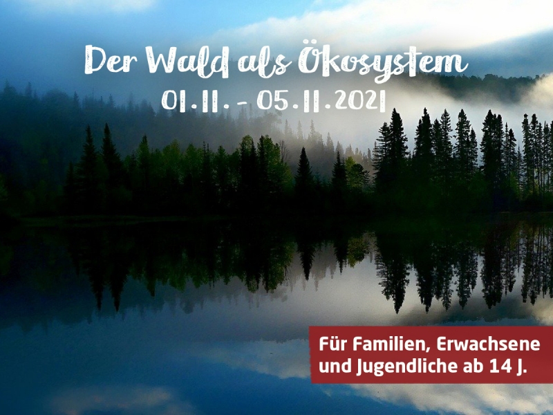 Der Wald als Ökosystem