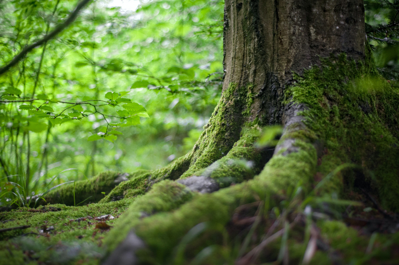 !!! Veranstaltung fällt leider aus !!! Ökologie von rechts: Rechtsextreme Ideologien im Natur- und Umweltschutz